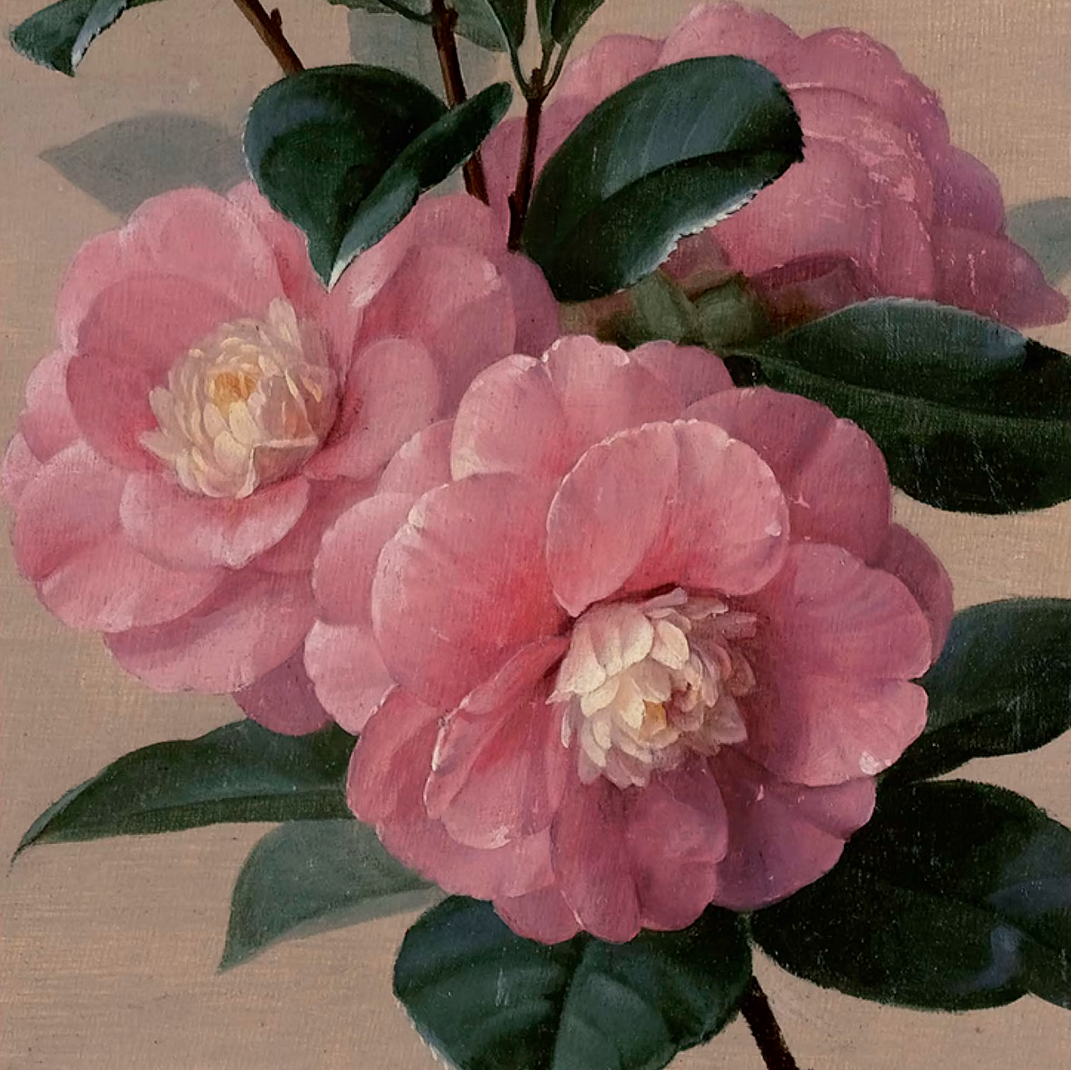 Greeting Card PINK CAMELLIAS 5,5"X 5,5"